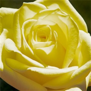 Karte «Edle Rose»