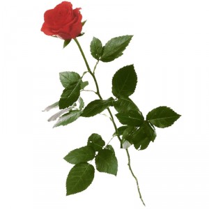 1 rote Rose (langstielig)