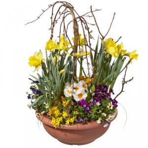 Freilandschale (Frühling)